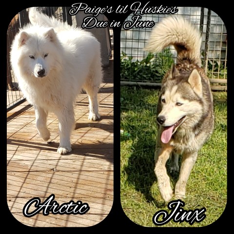 Future litter jinx and arctic