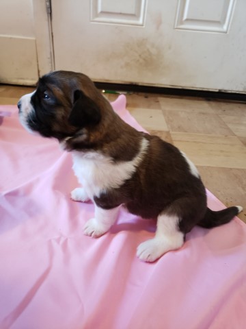 Saint Bernard puppy for sale + 61064