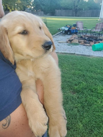 Golden Retriever Puppies