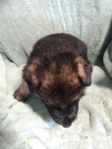 German Shepherd Puppies