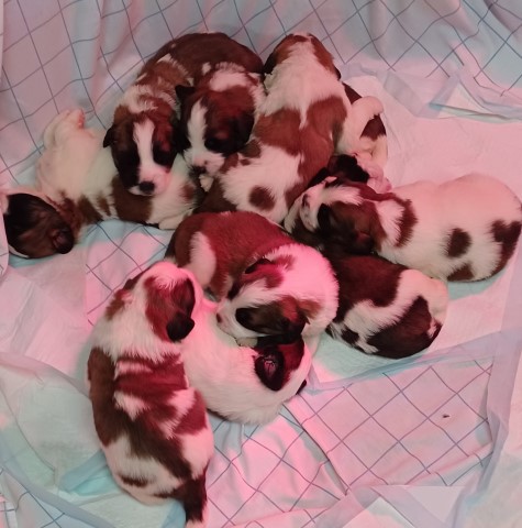 Saint Bernard puppies