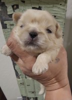 Gold Boy #2 - AKC Gorgeous gold boy with black pigment Shih Tzu for sale/adoption