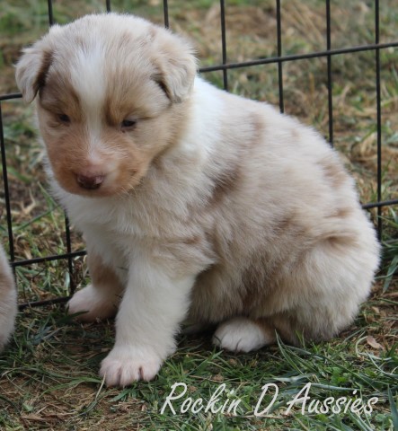Australian Shepherd Dog puppy for sale + 65332
