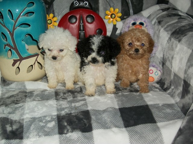 Toy poodle puppy for sale