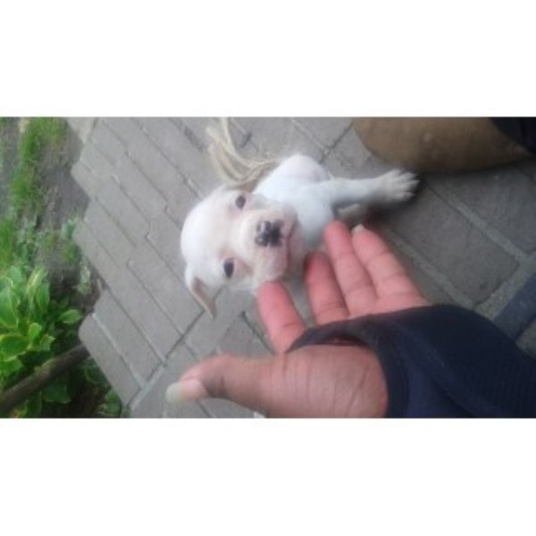 American Bulldog Puppies