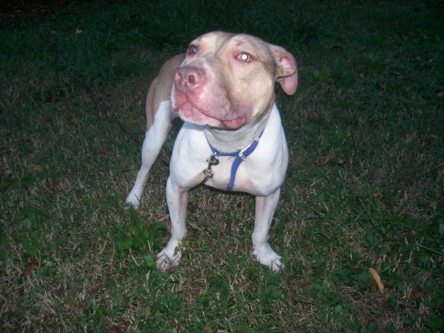Bullet/Eli/Mims/Emmitt 1 year old male and female pitbull