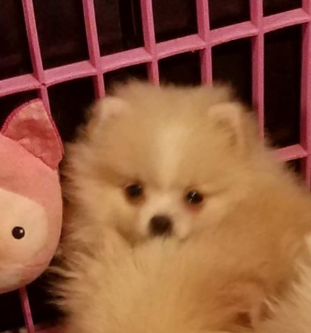 Pomeranian puppy for sale + 54987