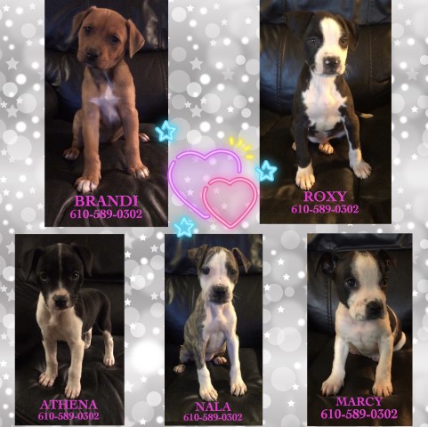 Beautiful American Pitbull Terriers!!!