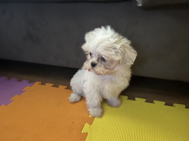 Shih Tzu puppy for sale + 66839