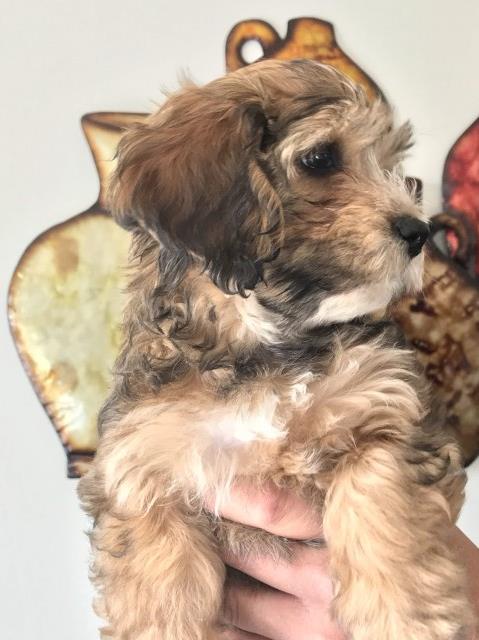 Havanese Puppy Female RED with Cream accents