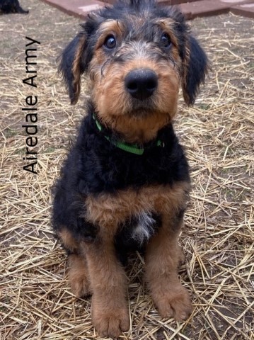 Airedale Terrier puppy for sale + 63279