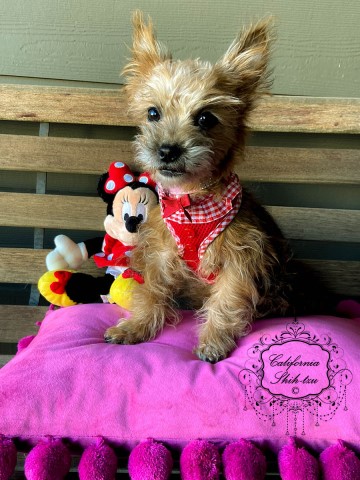 Shih Tzu/Yorkie (Shorkie Designer) female puppy (5 lbs small) - MONROE