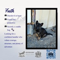 Faith: It's the way she loves you German Shepherd Dog for sale/adoption