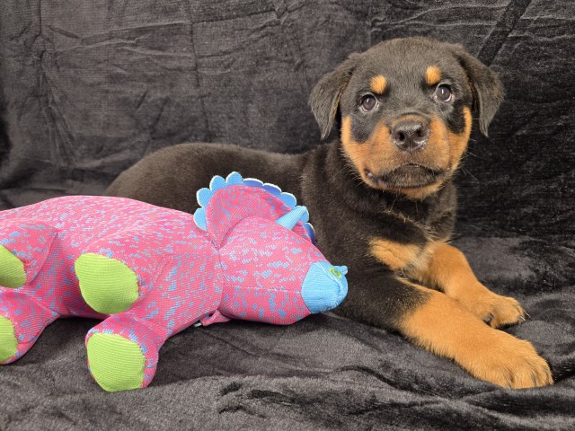 Rottweiler Puppies