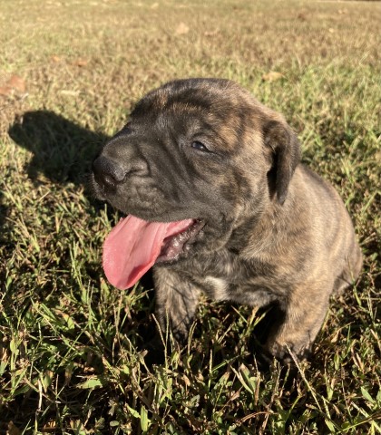Mastiff puppy for sale + 62424