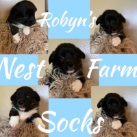 Pembroke Corgi male puppies Senecaville Ohio Pembroke Welsh Corgi for sale/adoption