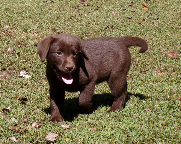 Gorgeous Chocolate pups