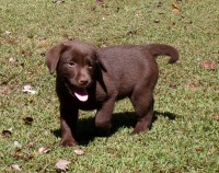 Labrador Retriever thumbnail