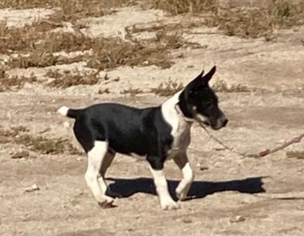 Rat Terrier puppy for sale + 63645