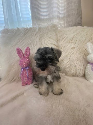 Miniature Schnauzer puppy for sale + 66522