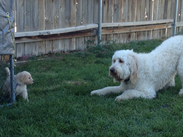 Goldendoodle puppy for sale + 63561