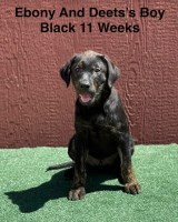 AKC Charcoal And Black Labrador Puppies Labrador Retriever for sale/adoption