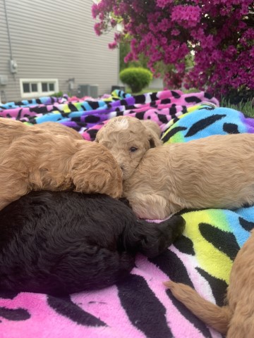 Goldendoodle puppy for sale + 49976