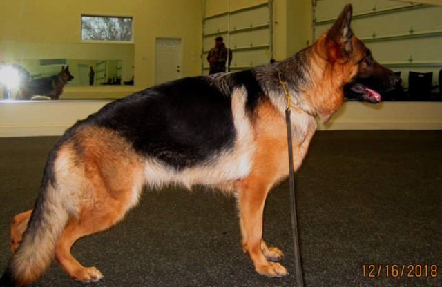German Shepherd Dog puppy for sale + 62554