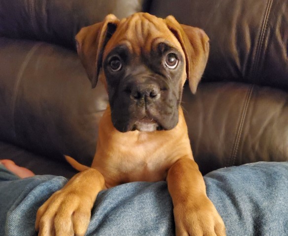 Pure bred boxer puppies