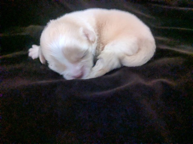 Lisa Marie LC Female Chihuahua