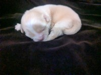 Lisa Marie LC Female Chihuahua Chihuahua for sale/adoption