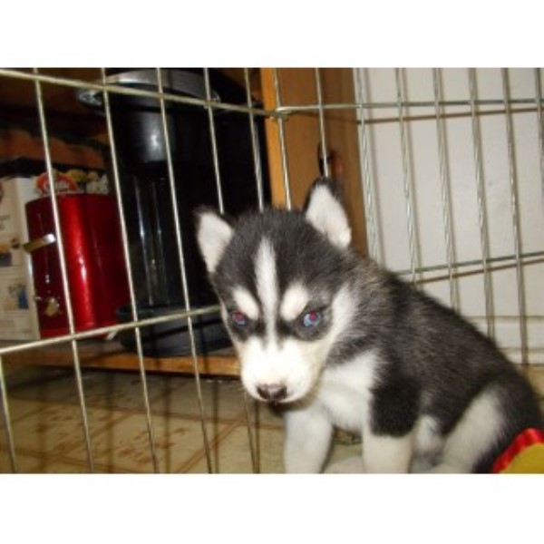 Siberian Husky puppy for sale + 46797