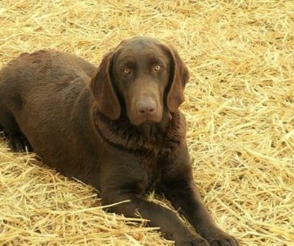 Labrador Retriever puppy for sale + 52635