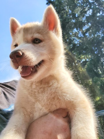 Siberian Husky puppy for sale + 57187