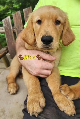 Golden Retriever puppy for sale + 66688