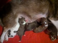 Teacup Chihuahua Puppies Candies Chihuahua for sale/adoption