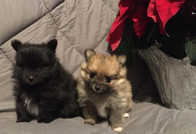 FOR SALE AKC Pomeranian Puppies Male & Female - Canton, OH