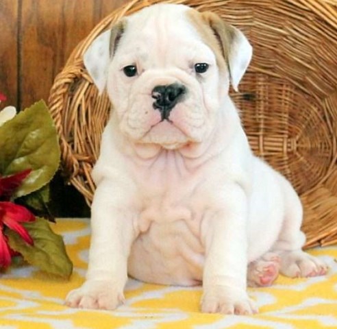 spirited English Bulldog puppy with lots of wrinkles