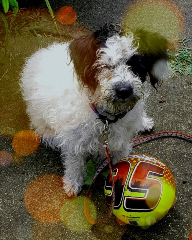 Miranda the Jackapoo