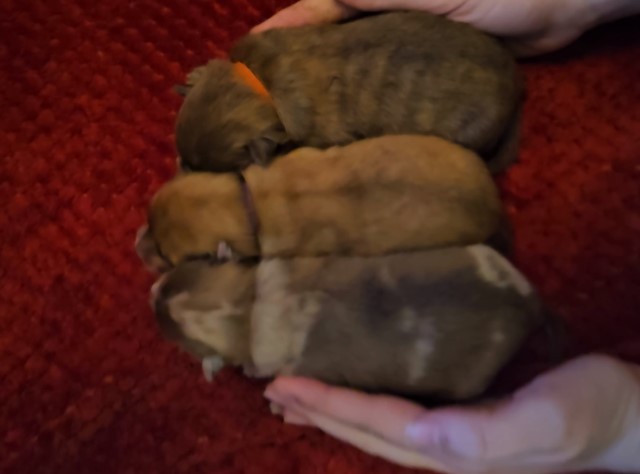 Pom litter wait list
