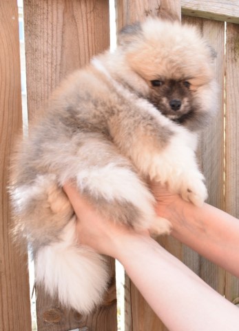 Pomeranian puppy for sale + 63366