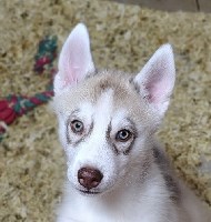 AKC Siberian Husky Champion  lines (GREED EYES) Siberian Husky for sale/adoption