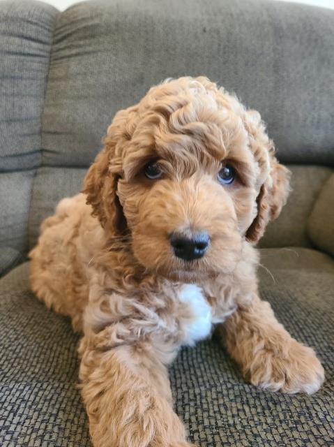 Goldendoodle puppy for sale + 64350