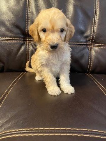 Goldendoodle puppy for sale + 59981