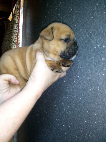 English Bulldog puppy for sale + 63452