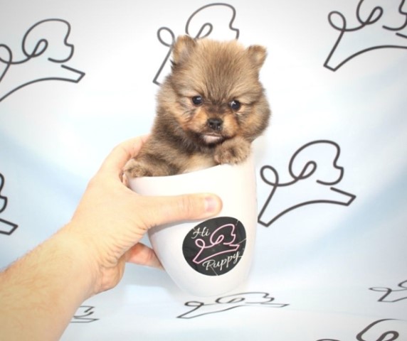 Pomeranian puppy for sale + 61408