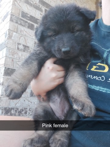 Akc long haired German shepherds