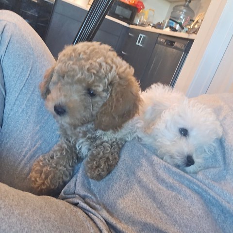 Sweet Toy Maltipoo Puppies Looking for Loving Homes – Stay Under 10 lbs