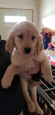 Golden retriever puppies