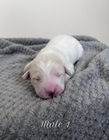 Great Pyrenees puppy for sale + 67077